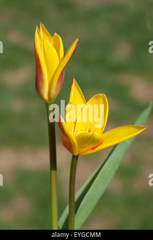 Lieblichbluehende, Bluehende, Tulpe, Stockfoto