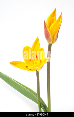 Lieblichbluehende, Bluehende, Tulpe, Stockfoto