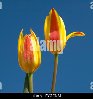 Lieblichbluehende, Lieblich, Bluehende, Stockfoto