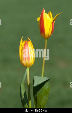 Lieblichbluehende, Lieblich, Bluehende, Stockfoto