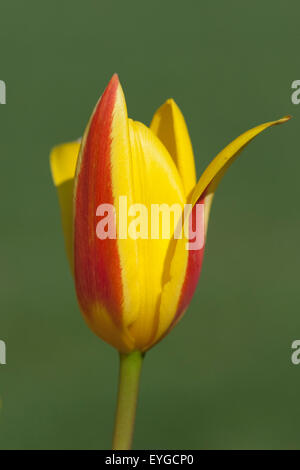 Lieblichbluehende, Lieblich, Bluehende, Stockfoto