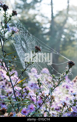 Ein Spinnen-Netz gefangen im kalten Morgenlicht, Peak District Derbyshire England UK Stockfoto