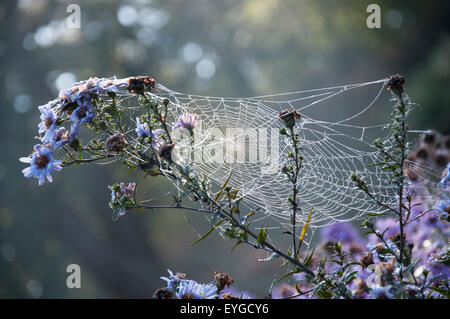 Ein Spinnen-Netz gefangen im kalten Morgenlicht, Peak District Derbyshire England UK Stockfoto