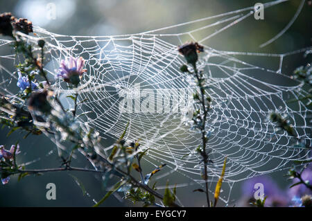 Ein Spinnen-Netz gefangen im kalten Morgenlicht, Peak District Derbyshire England UK Stockfoto