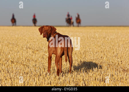 Ingelheim, Deutschland, Magyar Vizsla (Magyar Vizsla Kurzhaar) schaut sich um Stockfoto