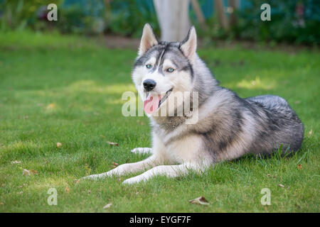 Siberian Husky. Der Siberian Husky ruht auf dem Rasen. Stockfoto