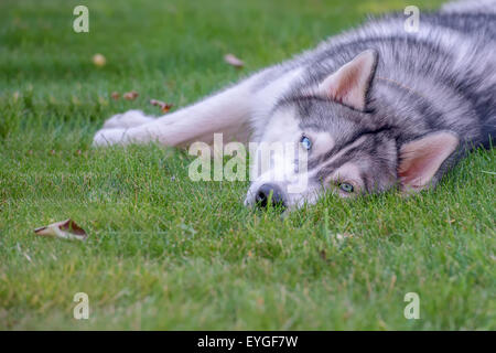 Siberian Husky. Der Siberian Husky ruht auf dem Rasen. Stockfoto