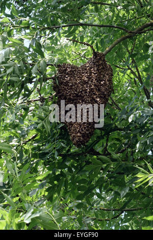 Berlin, Deutschland, hängt davon ab, wie ein Schwarm von Bienen Traube in einer Baumkrone Stockfoto