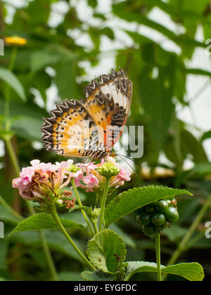 Malay Florfliege Schmetterling Fütterung Stockfoto