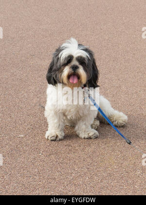 Lhasa Apso Hunde sitzen Stockfoto