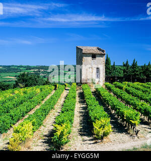 Côtes-du-Rhône Weinberg, Stein vergießen, Vaucluse, Provence, Frankreich, Europa Stockfoto