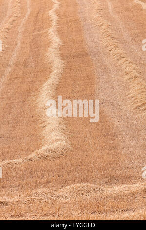 Cropfield nach der Ernte mit Stoppeln im Sommer Stockfoto