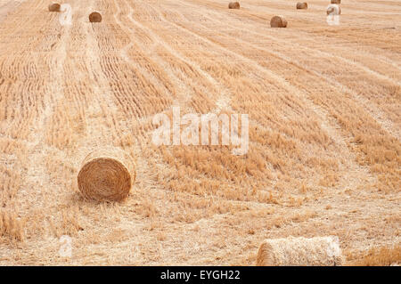 Strohballen in ein Cropfield Stoppeln, Sammlung im Sommer erwartet. Stockfoto