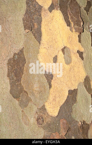 Detail der Rinde der Platane Hybrid, Platanus-X acerifolia. Stockfoto