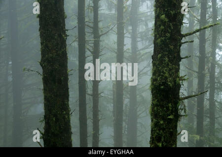 Wald-Stämme im Nebel, Cape Lookout State Park, Oregon Stockfoto