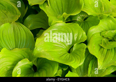 Wild Lily Of The Valley (Maianthemum Canadensis), Cape Lookout State Park, Oregon Stockfoto