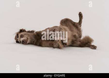 Langhaar-Weimaraner herumtollen und spielen im ersten Schnee der Saison Stockfoto