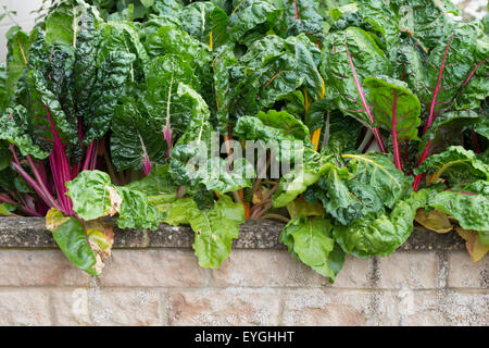 Beta Vulgaris. Mangold 'bright Lights' im Gemüsebeet Stockfoto