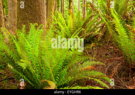 Schwert Farn entlang Dom Tree Trail, Coxcomb Park, Astoria, Oregon Stockfoto