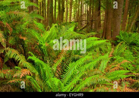 Schwert Farn entlang Dom Tree Trail, Coxcomb Park, Astoria, Oregon Stockfoto