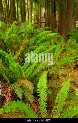 Schwert Farn entlang Dom Tree Trail, Coxcomb Park, Astoria, Oregon Stockfoto