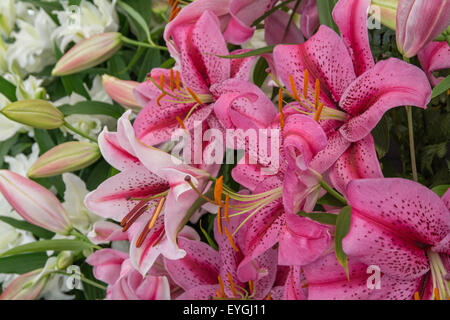 Eine Mischung von Lily Pflanzen mit Lillium Tiger Edition im Vordergrund Stockfoto