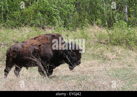 Holz-Bison über den Alaska Highway nördlich von Liard Hot springs Stockfoto