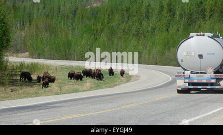 Holz-Bison über den Alaska Highway nördlich von Liard Hot Springs, mit einem Tanker vorbei. Stockfoto