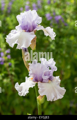 Nahaufnahme eines leichten lila Bartiris Blumen Stockfoto