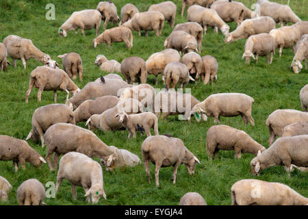 Graditz, Deutschland, Schafe auf dem Deich Stockfoto