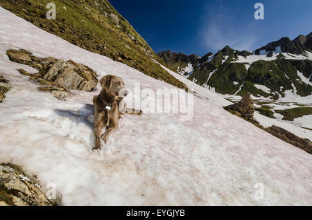 Ein Langhaar-Weimaraner Entspannung in Pfunders-Bergkette der Dolomiten.  Die zurückweichenden Schnee weicht bis zum Frühjahr. Stockfoto