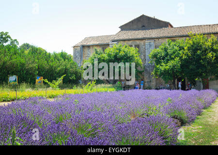 Lavendelfeld in voller Blüte im Maison de Sante Paulus Kloster Saint Remy Stockfoto