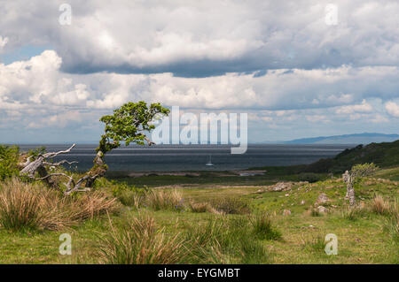 Mit Blick auf Aros Bay auf der Isle of Islay mit ein einsamer Baum Weißdorn Crataegus Monogyna und eine Yacht im Hintergrund Stockfoto