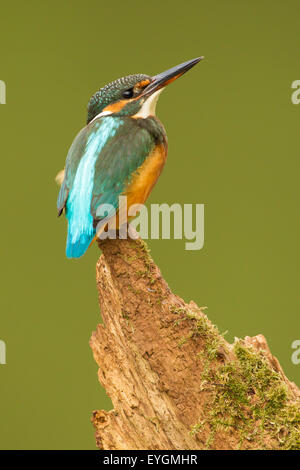 Weibliche Kingfisher Alcedo Atthis. Eisvogel in Großbritannien gefunden Stockfoto