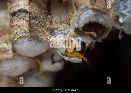 Europäische Hornisse (Vespa Crabro) entstehende Brutzelle in Papier-nest Stockfoto