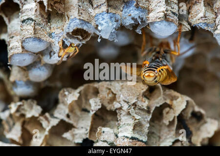 Europäische Hornissen (Vespa Crabro) entstehende Brutzellen in Papier-nest Stockfoto