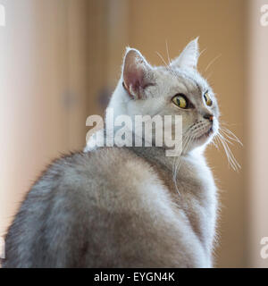 Britisch Kurzhaarkatze, Nahaufnahme, Porträt Stockfoto