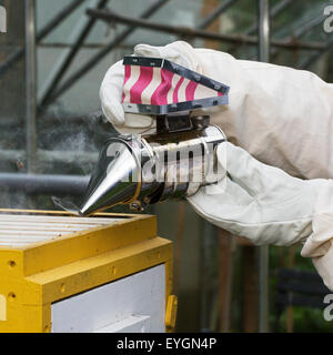 Imker in Schutzkleidung mit Biene Raucher öffnet Bienenstock Waben von Honigbienen (Apis Mellifera) prüfen Stockfoto