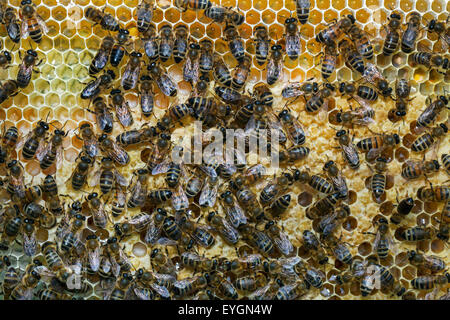 Arbeiter Honigbienen (Apis Mellifera) auf Waben im Bienenstock Stockfoto