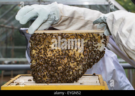 Imker in Schutzkleidung Inspektion Rahmen mit Waben von Honigbienen (Apis Mellifera) Stockfoto