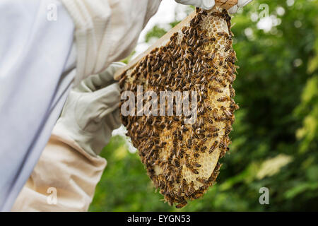 Imker in Schutzkleidung Inspektion Rahmen mit Waben von Honigbienen (Apis Mellifera) Stockfoto