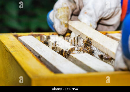 Imker in Schutzkleidung Inspektion Rahmen mit Waben von Honigbienen (Apis Mellifera) Stockfoto