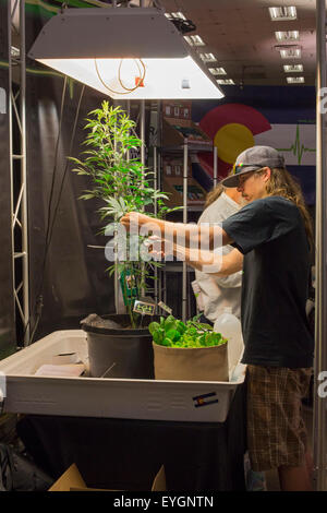Denver, Colorado - neigt Aussteller eine Marihuanapflanze auf der INDO-Expo, einer Messe Marihuana. Stockfoto