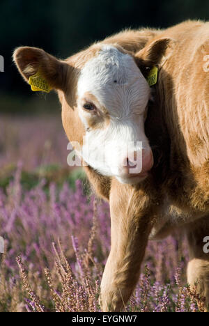 Kühe im New Forest, Dorset, Großbritannien, Europa Stockfoto