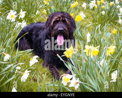 Schwarze Labradoodle Hund sitzt keuchend in einem Bett aus Narzissen Stockfoto