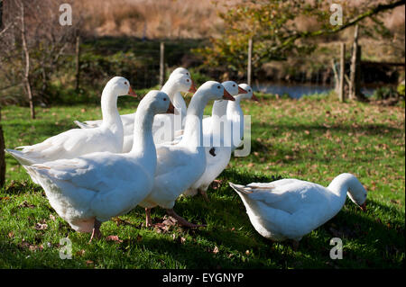 Gänse (Anser Anser Domestica) Devon England Europa Stockfoto