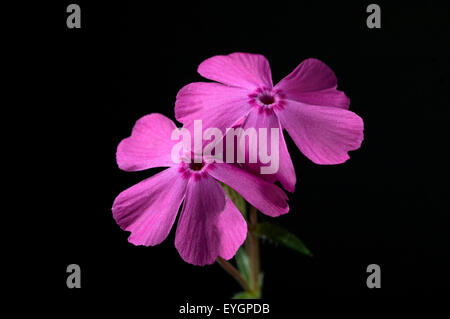 Polsterphlox; Moos-Phlox; Phlox Subulata; Zwerphlox Stockfoto