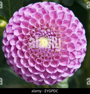 Pompon-Dahlien; Franz Kafka, Stockfoto