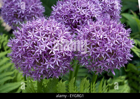 Riesenlauch, Allium, Giganteum, Riesen-Lauch, Stockfoto