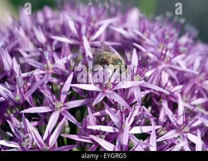 Zierlauch, Riesenlauch, Globe, Master, Allium Giganteum, Stockfoto